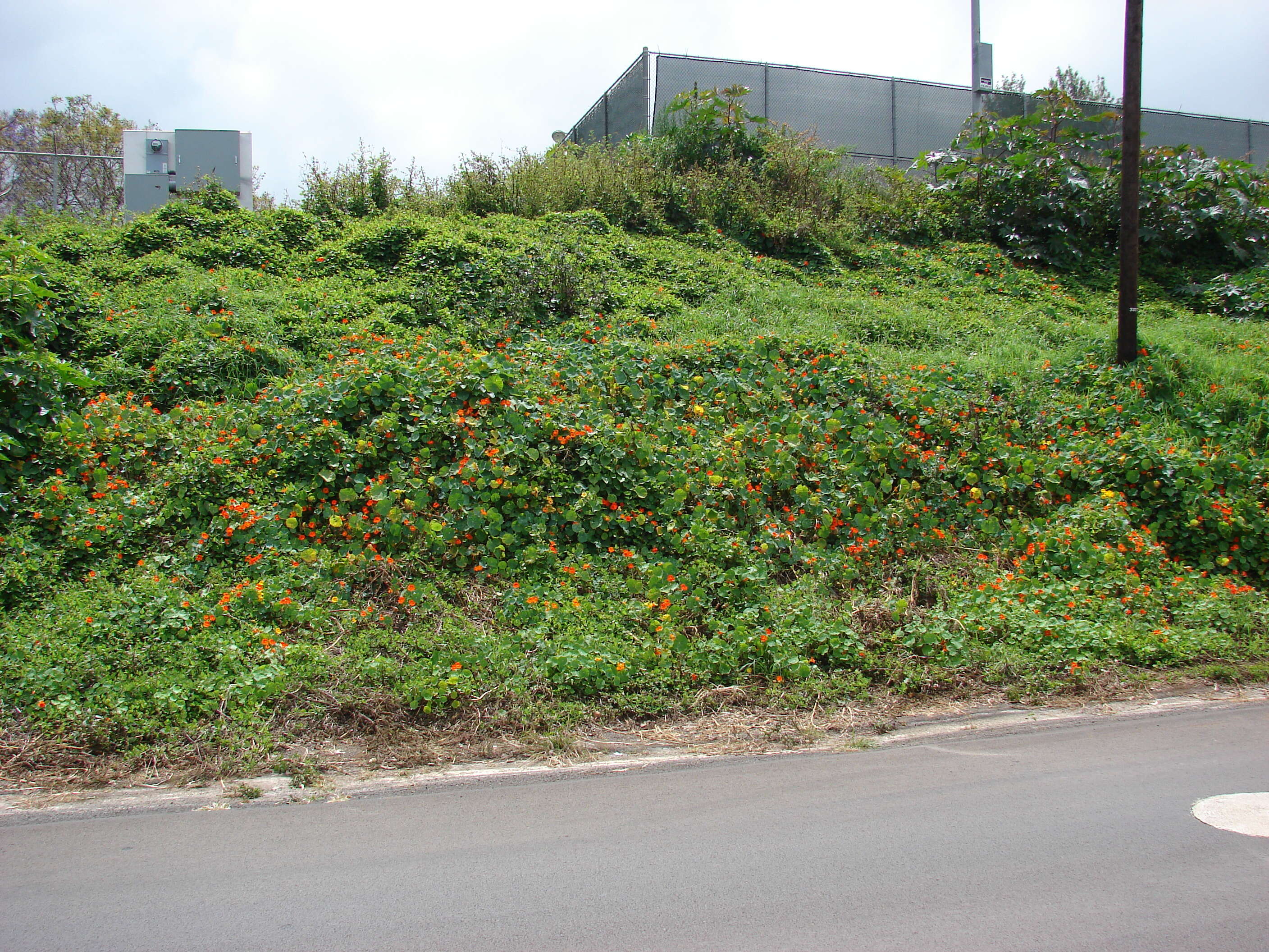 Image of Garden Nasturtium