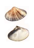Image of Pismo clam