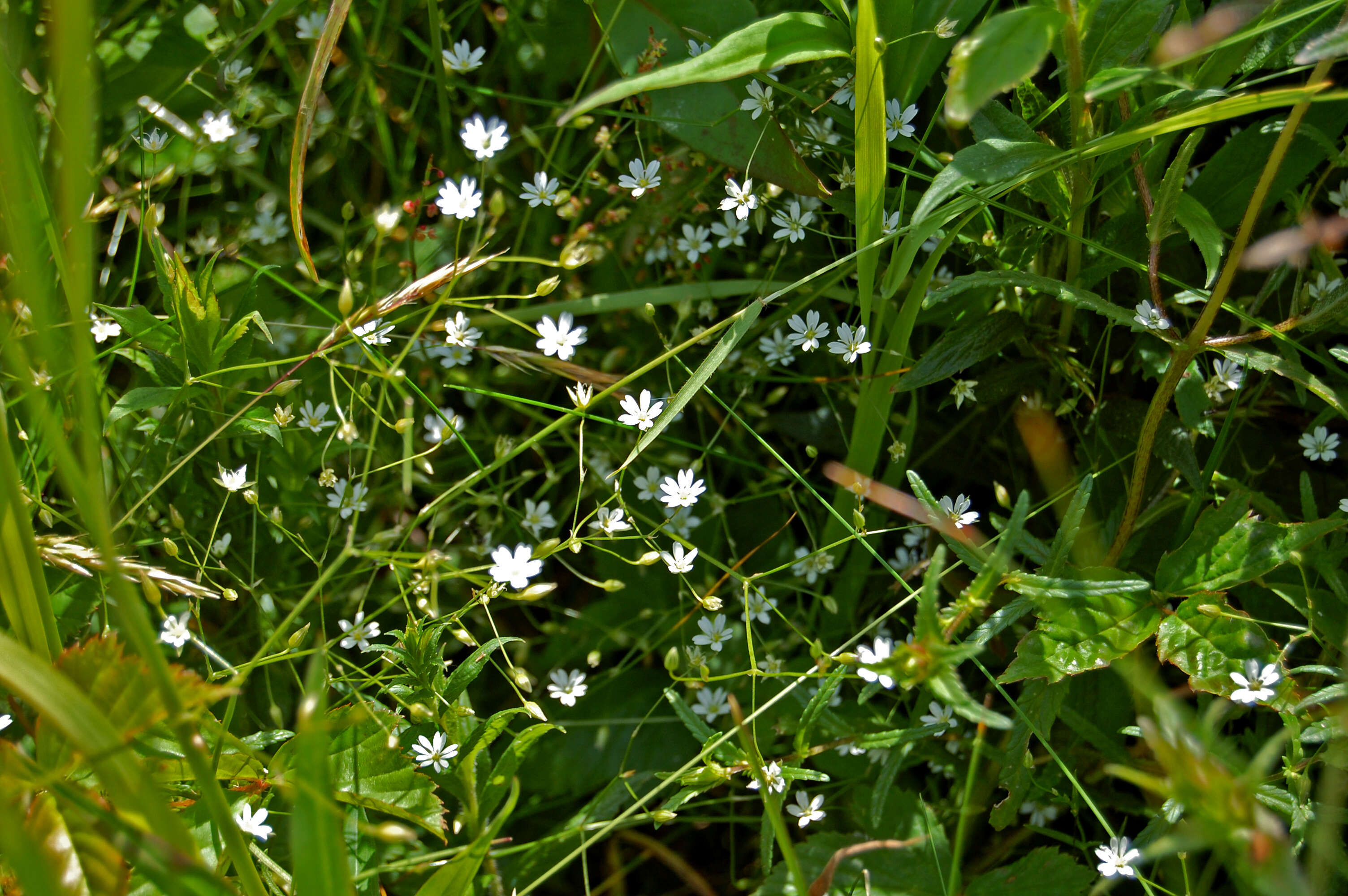 Imagem de Stellaria graminea L.