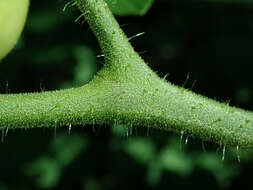 Image of Solanum lycopersicum var. cerasiforme