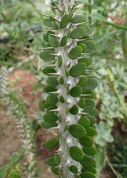 Image of Madagascan ocotillo