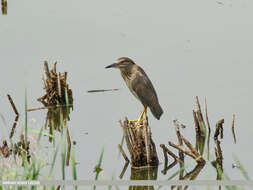 Image of Night Herons