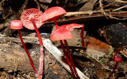 Image of Cruentomycena