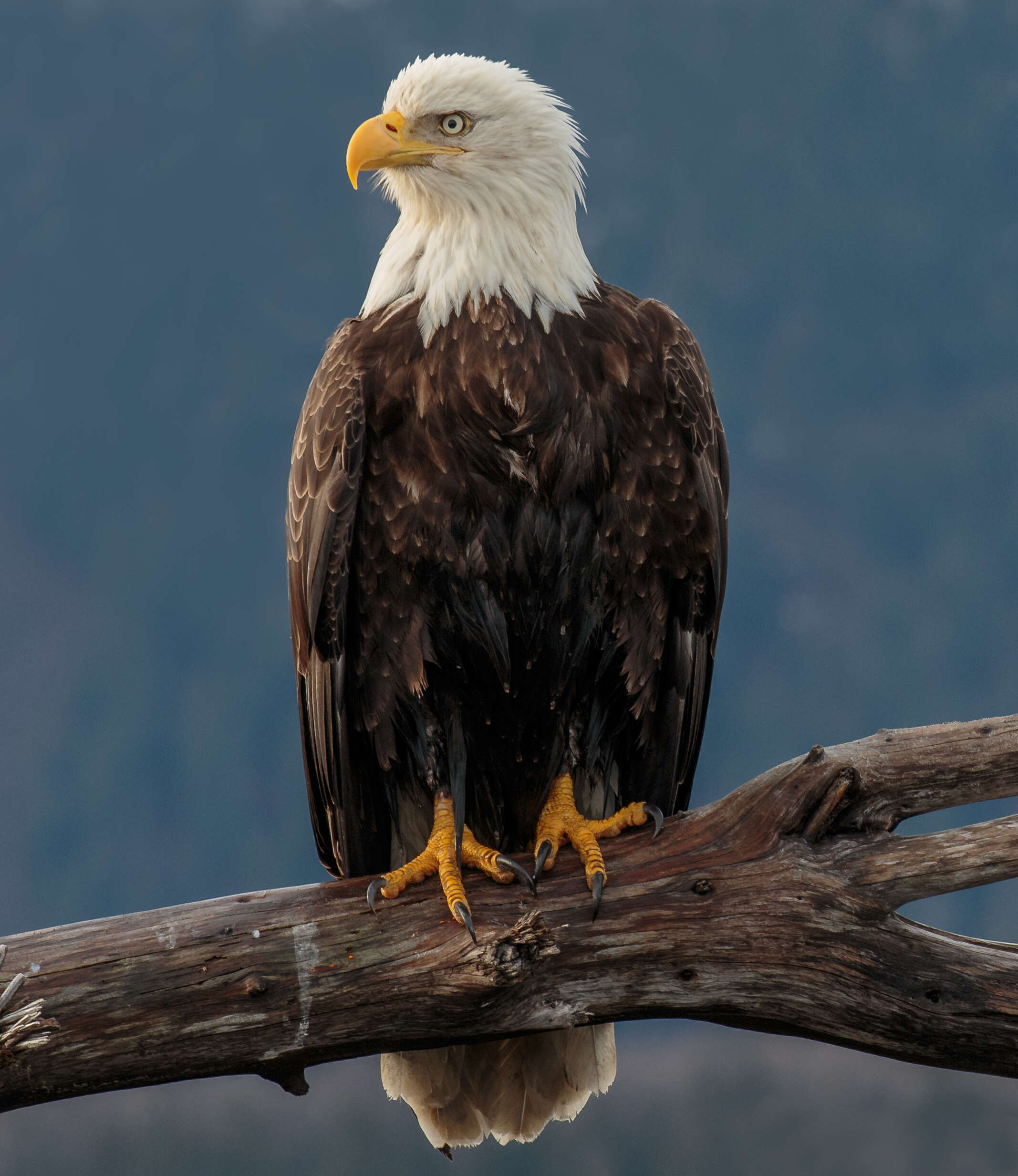 Image of Bald Eagle