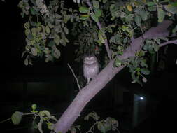 Image of Spotted Owlet