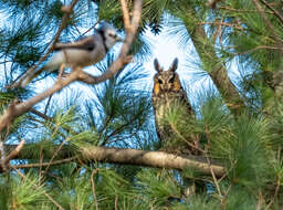 Image of Long-eared Owl