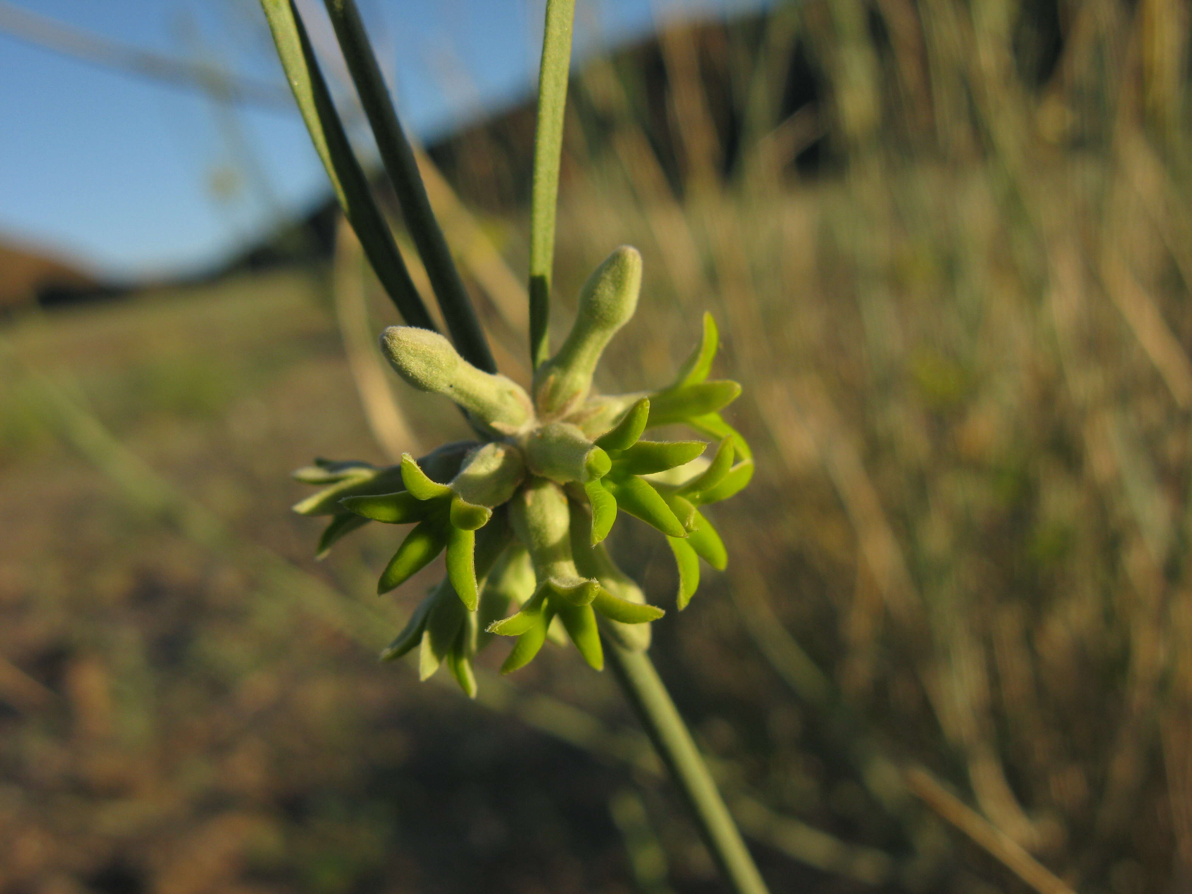 Image of Orthanthera