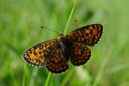 Image of Melitaea trivia