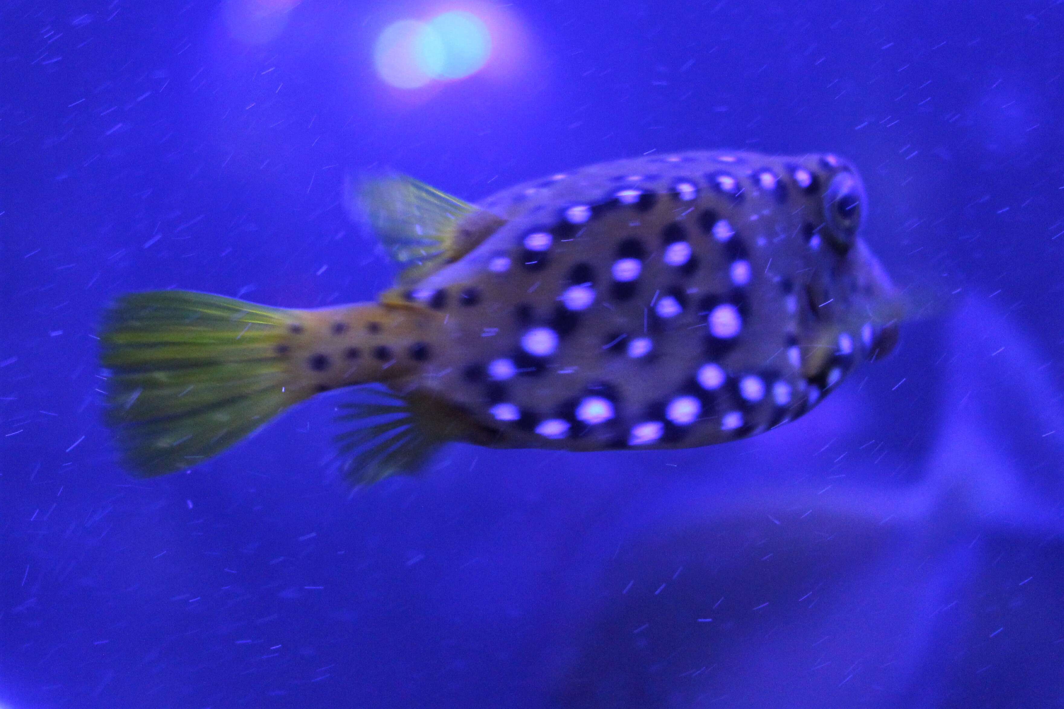 Image of Broadbarred Toadfish