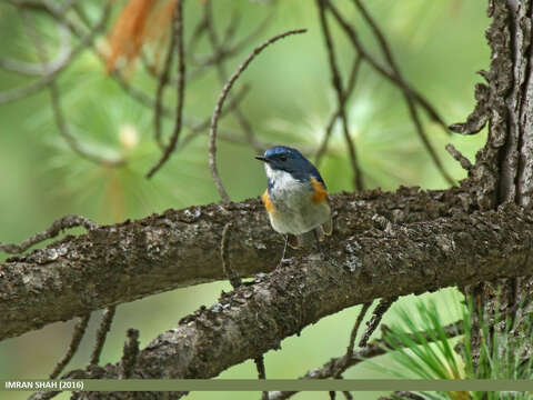 Image of Orange-flanked Bush-Robin