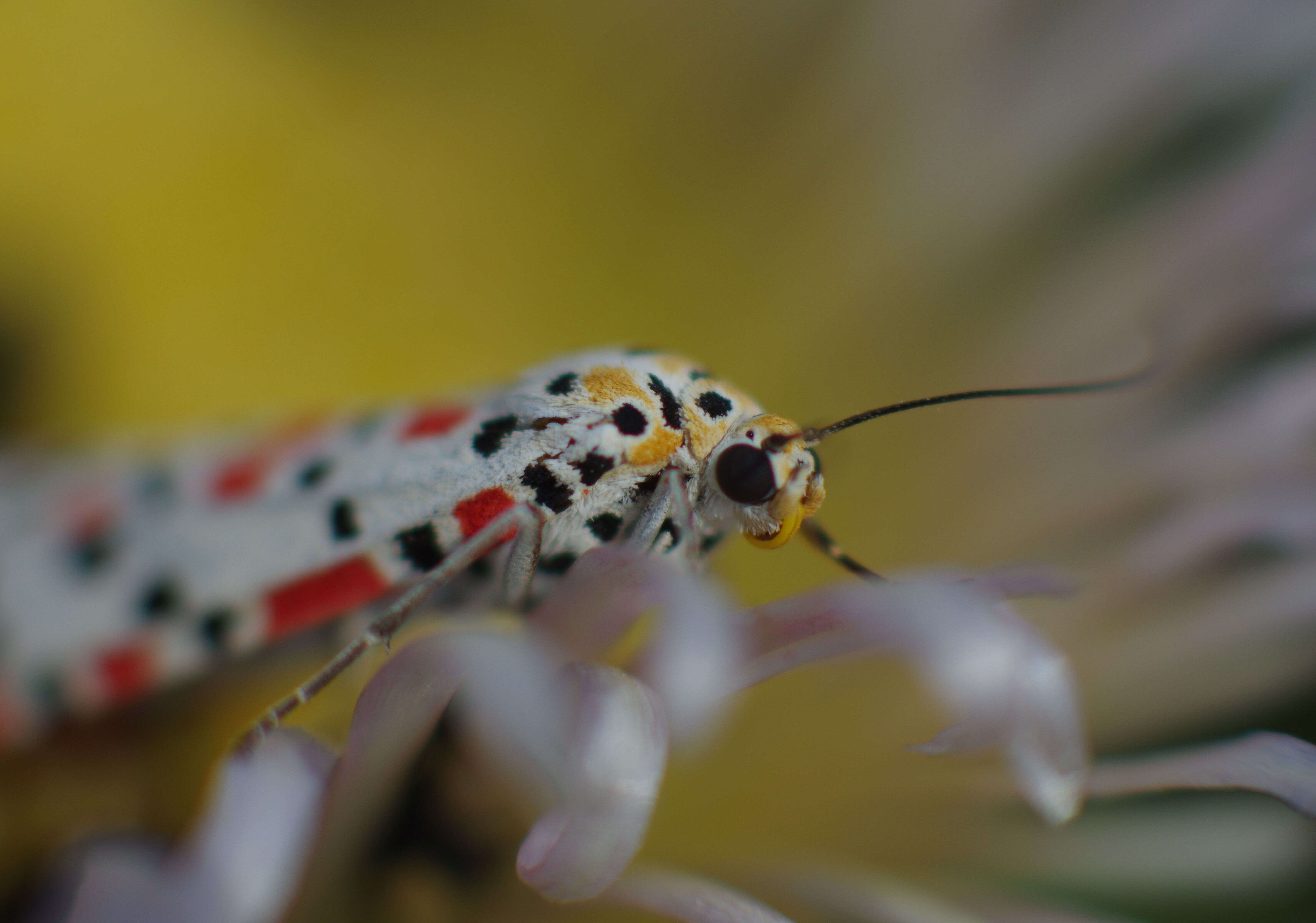 Image of crimson speckled