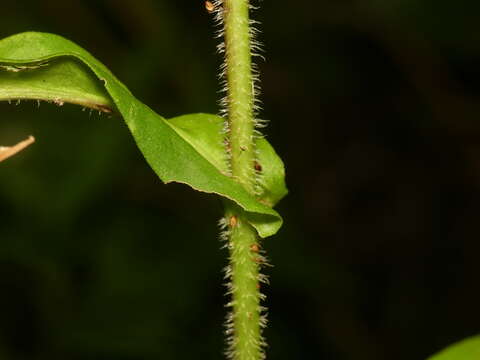 Image of purplestem aster