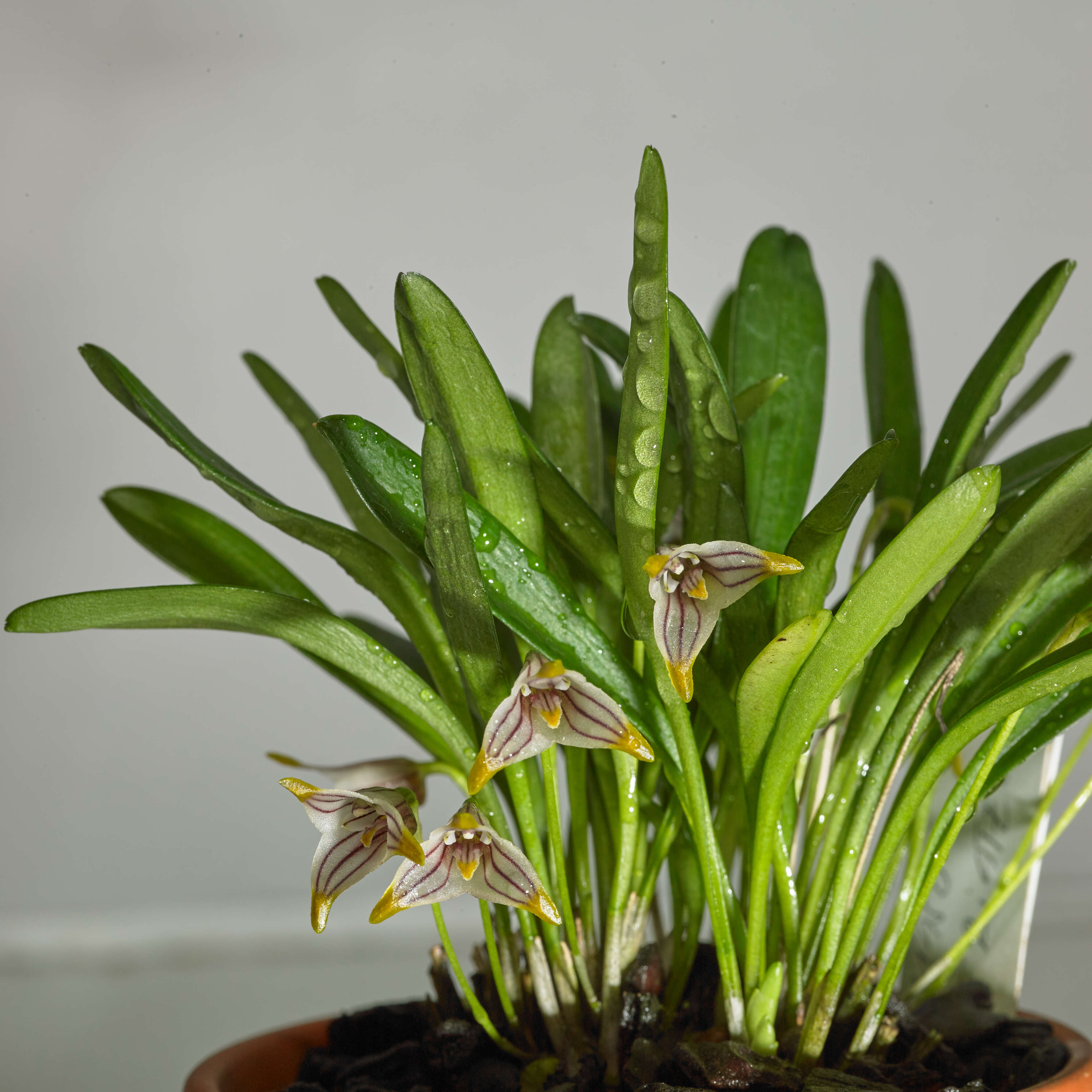 Image of Masdevallia striatella Rchb. fil.