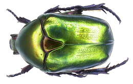 Image of Protaetia (Potosia) cuprea (Fabricius 1775)