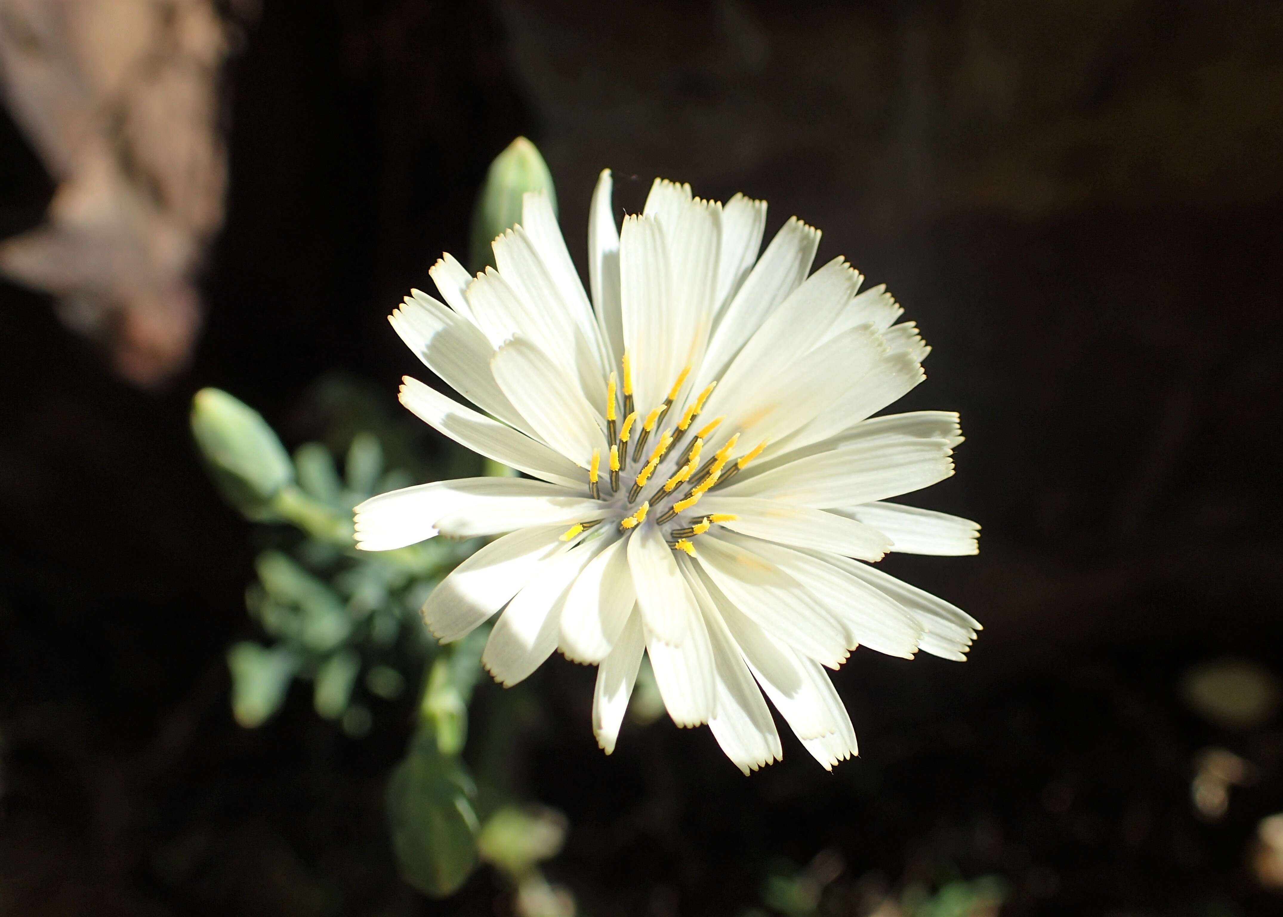 Image of Lactuca tuberosa Jacq.