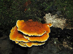 Image of Pycnoporellus fulgens (Fr.) Donk 1971