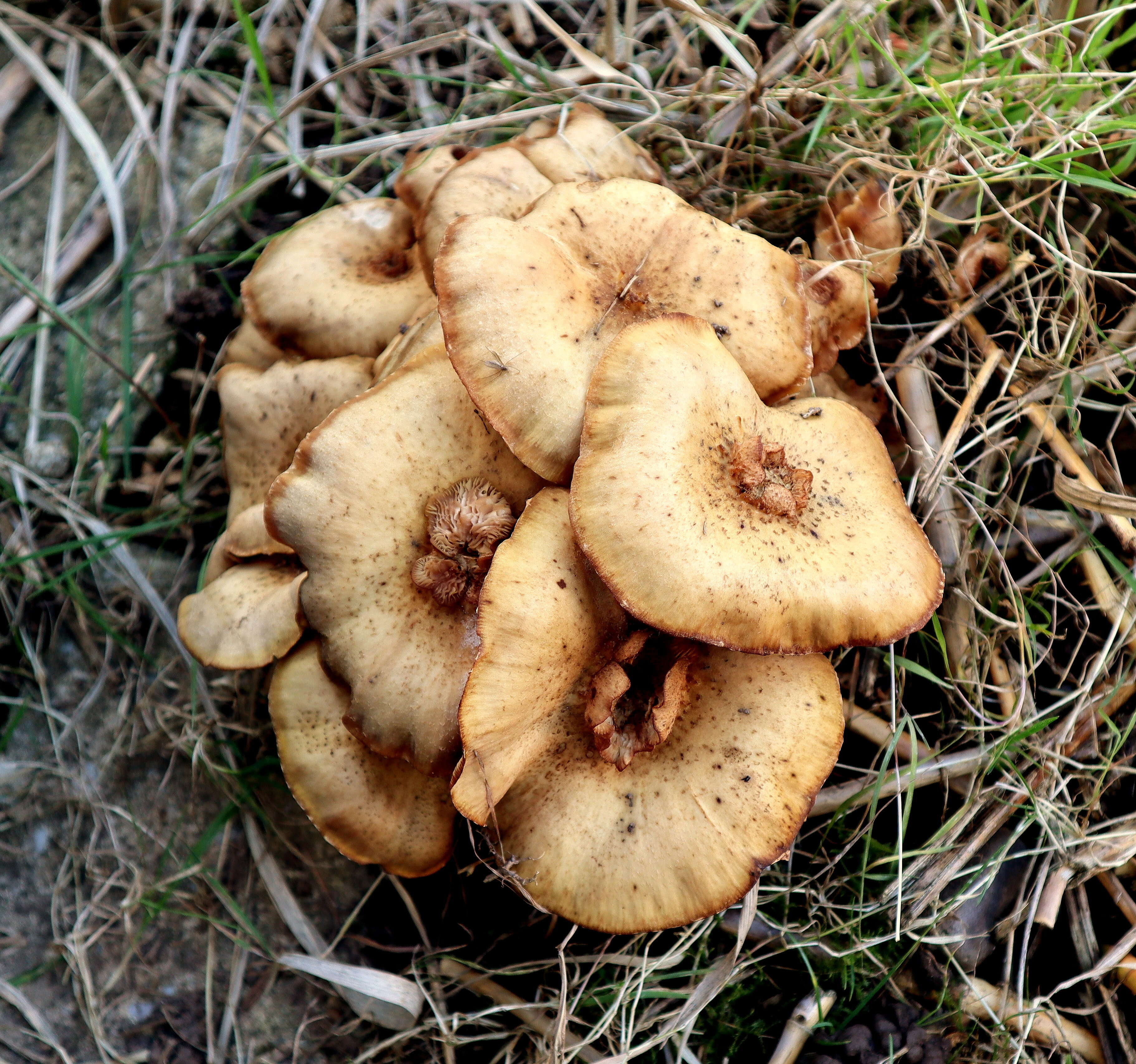 Image of Armillaria ostoyae (Romagn.) Herink 1973