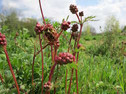 Poterium sanguisorba L.的圖片