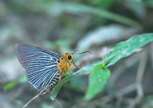 Image of Small Green Awlet