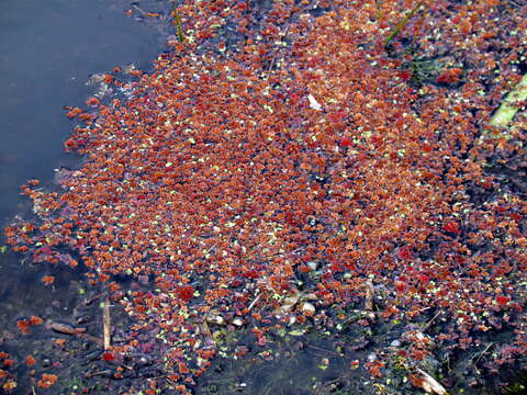 Image of Mosquito fern