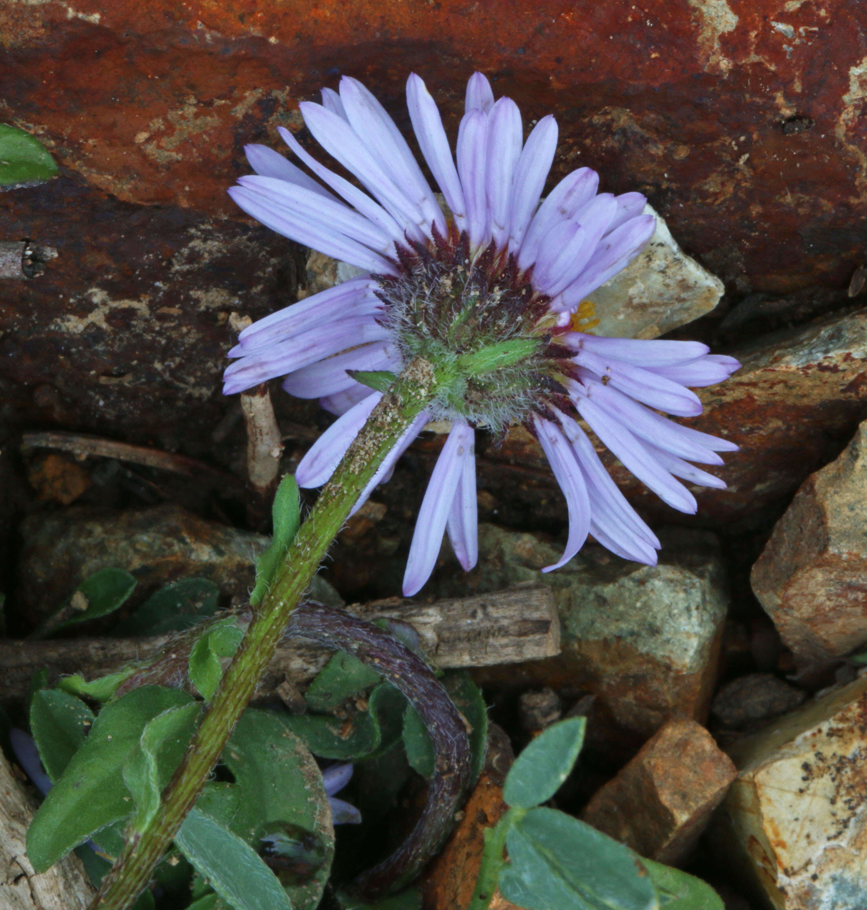 Image of largeflower fleabane