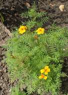 Tagetes tenuifolia Cav. resmi