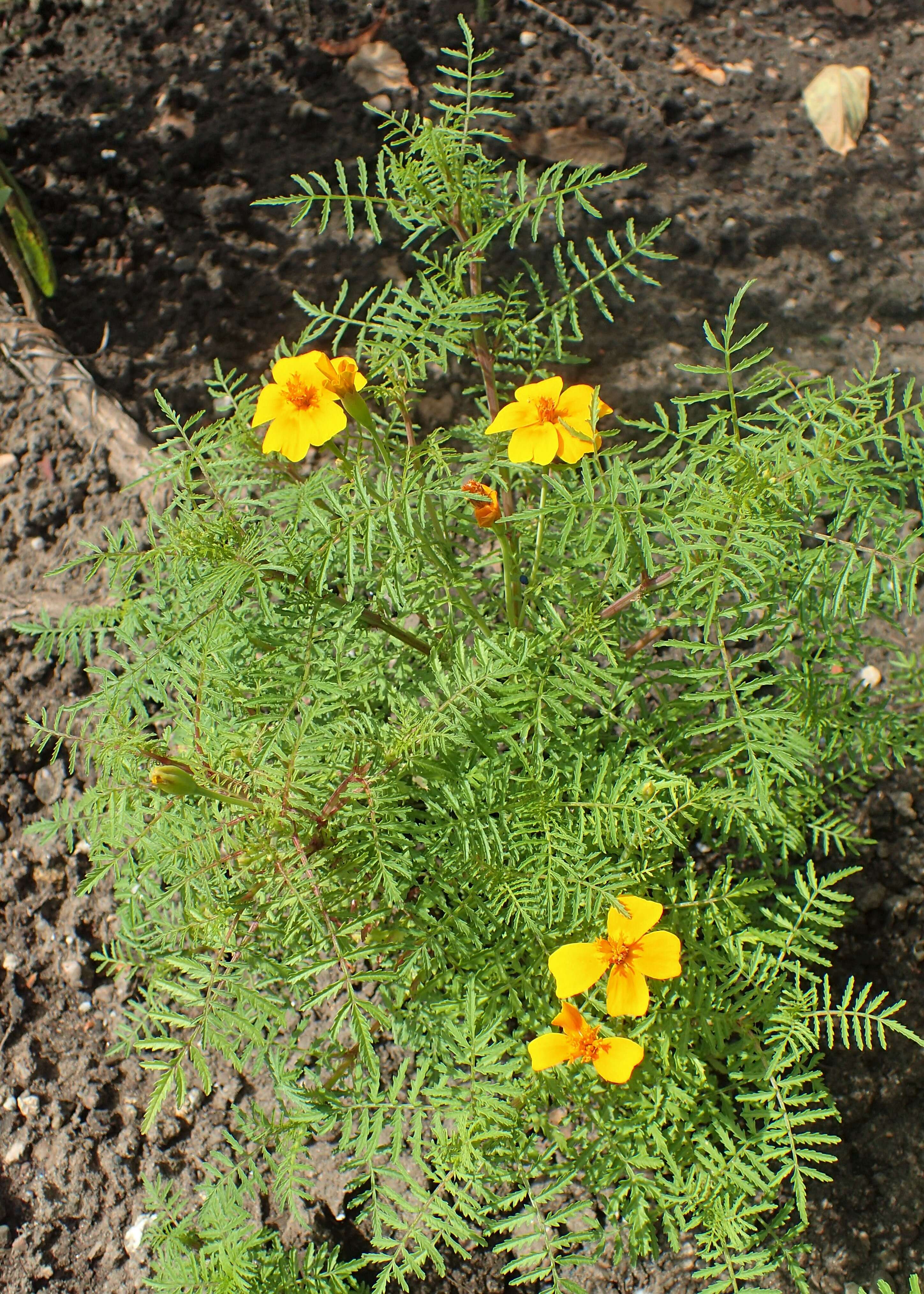 Tagetes tenuifolia Cav. resmi