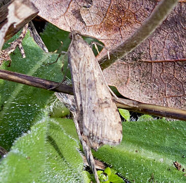 Image of Nomophila noctuella Schiffermüller