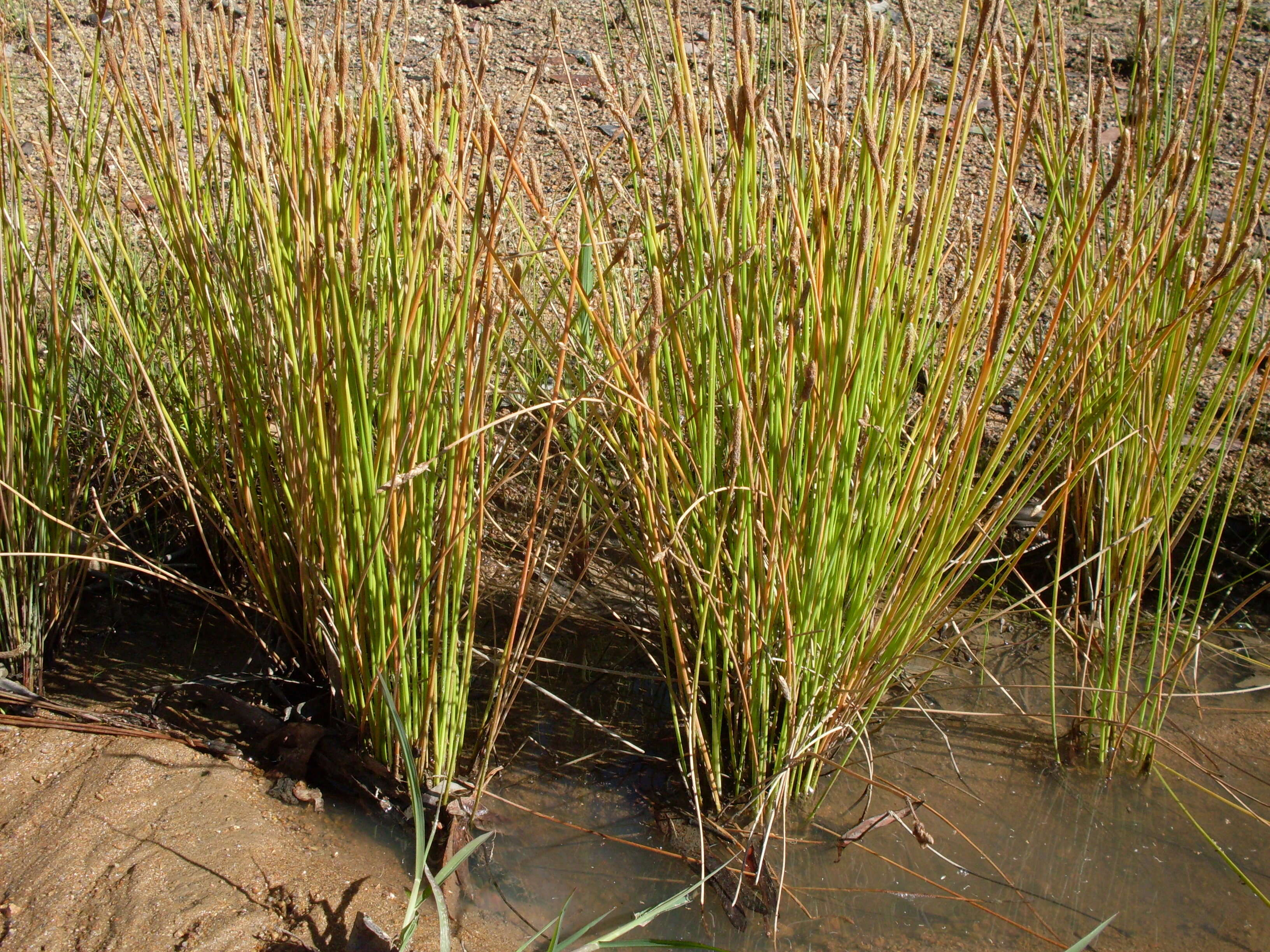 صورة Eleocharis cylindrostachys Boeckeler