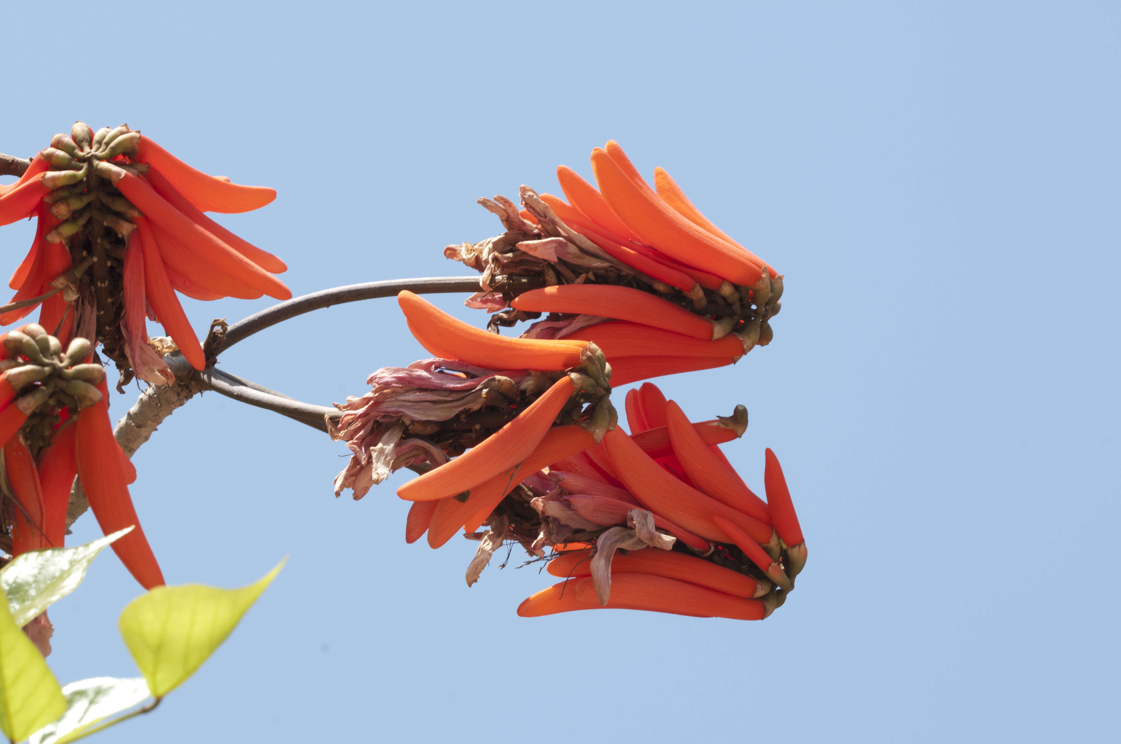 Image of Common Coral tree