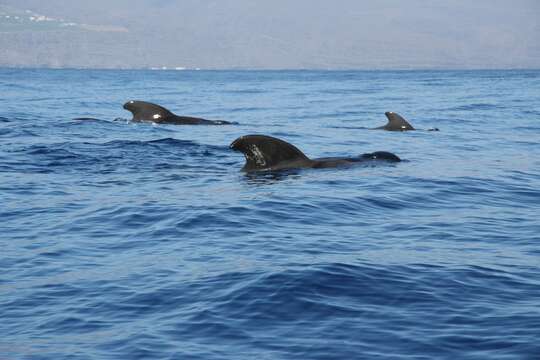 Image of Atlantic Pilot Whale