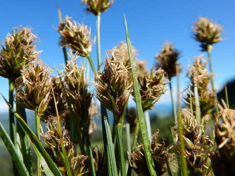 Image of clustered field sedge