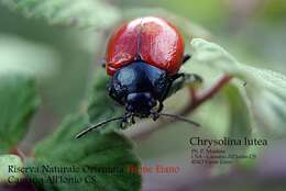 Image of Chrysolina