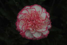 Image of carnation