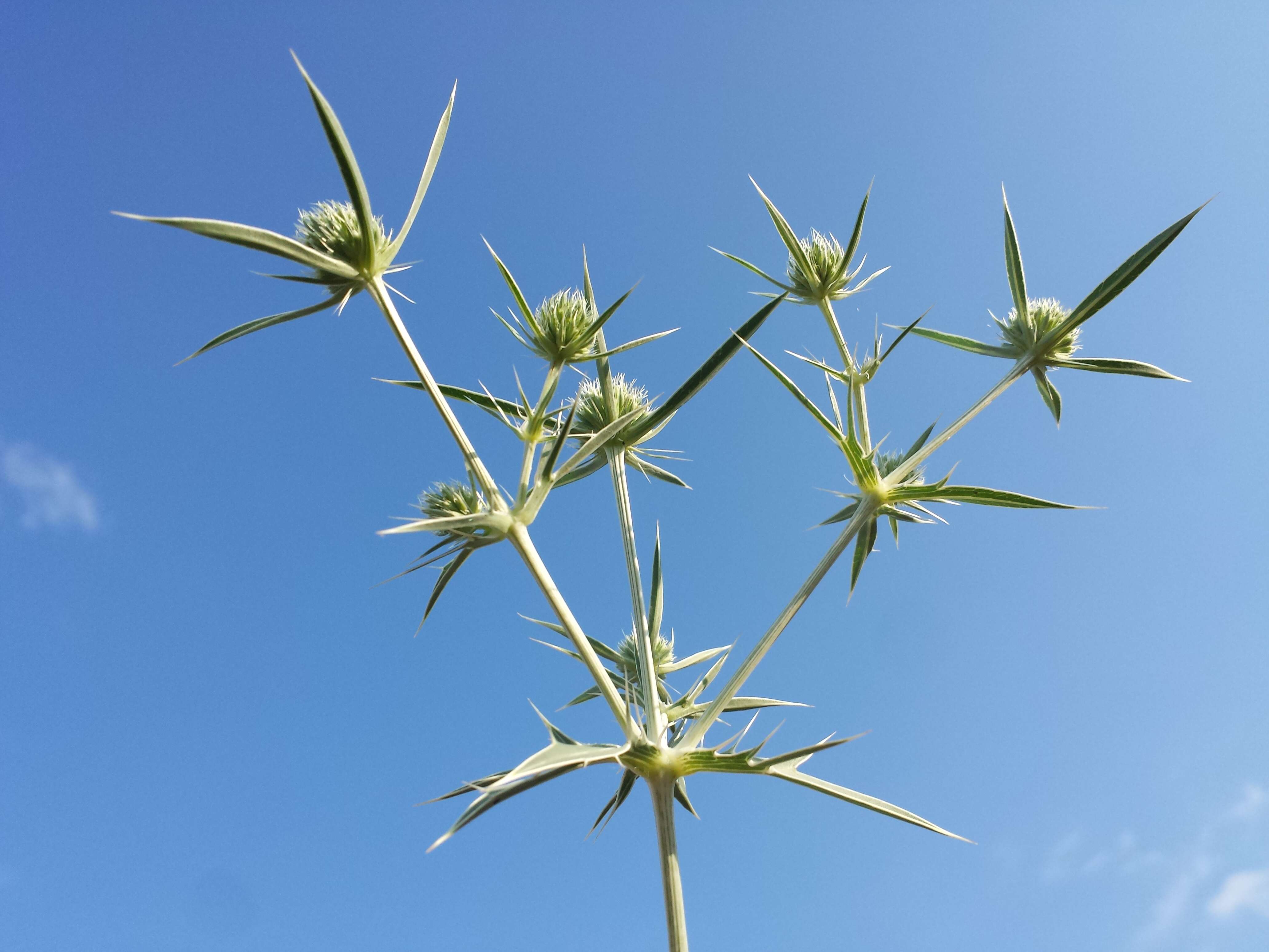 Image de chardon roulant