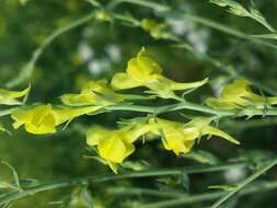 Image of broomleaf toadflax