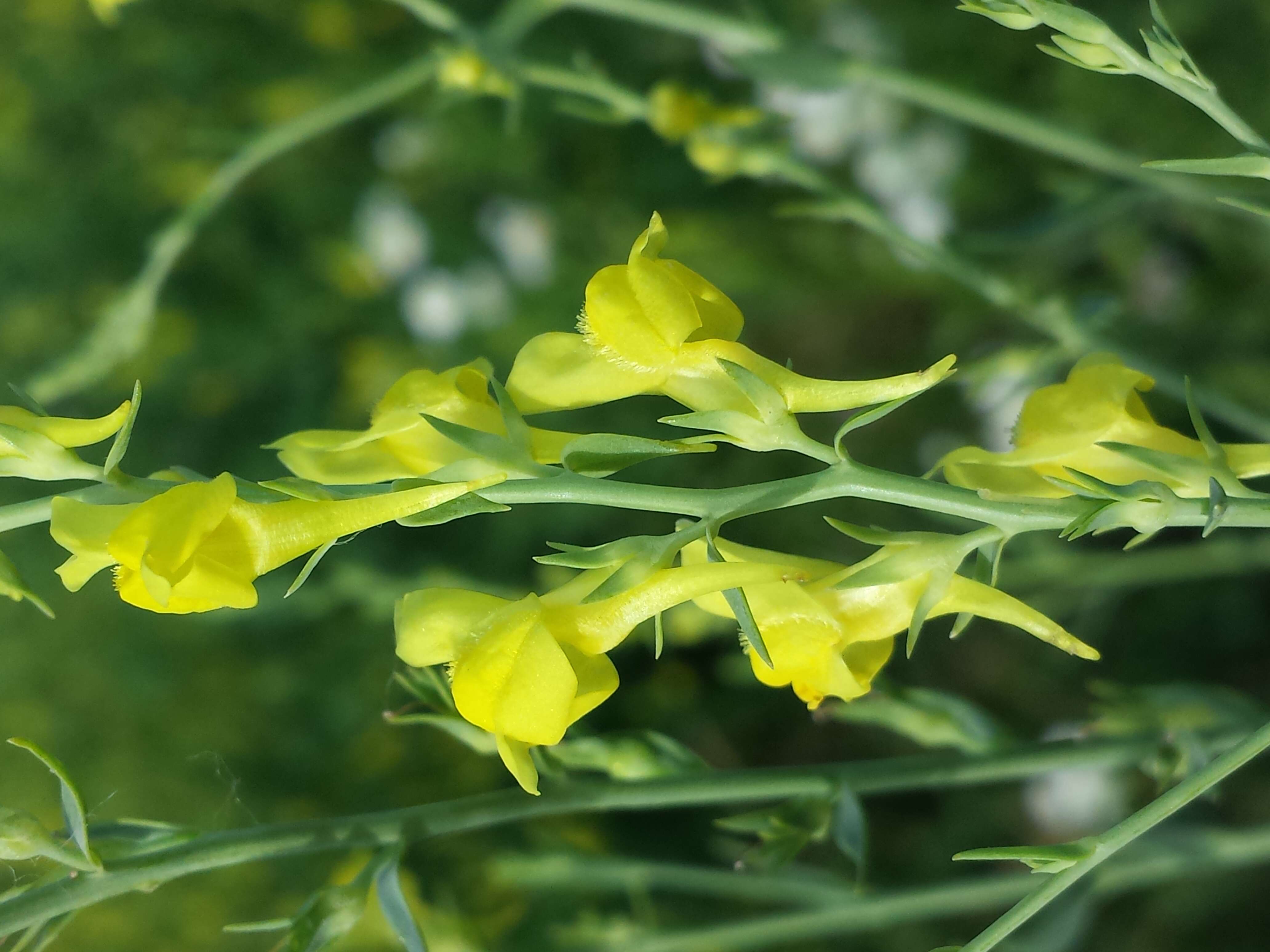 Imagem de Linaria genistifolia (L.) Mill.