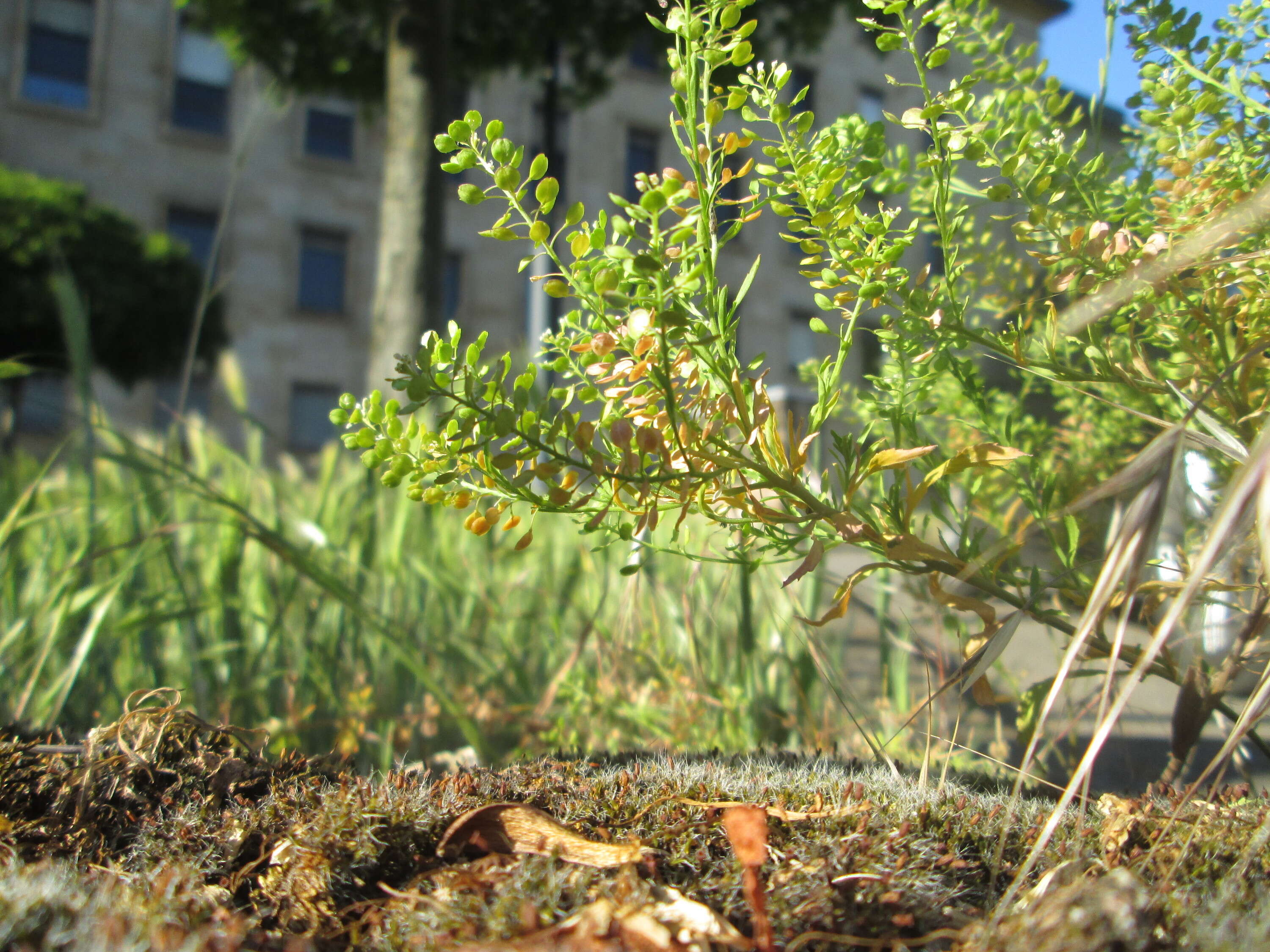 Image of Virginia pepperweed