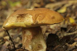 Imagem de Boletus reticulatus Schaeff. 1774