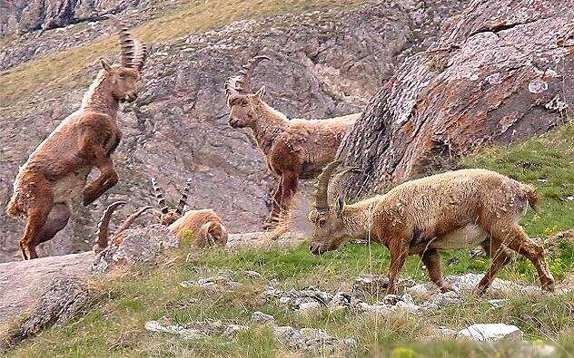 Image of Alpine Ibex