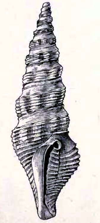 Image of Compsodrillia acestra (Dall 1889)