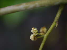 صورة Dioscorea hispida Dennst.