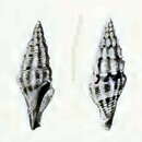 Image of Drillia rubrozonata