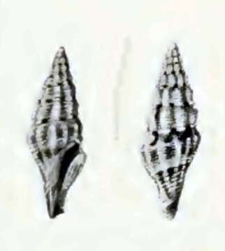 Image of Drillia rubrozonata