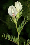 Image of smooth yellow vetch