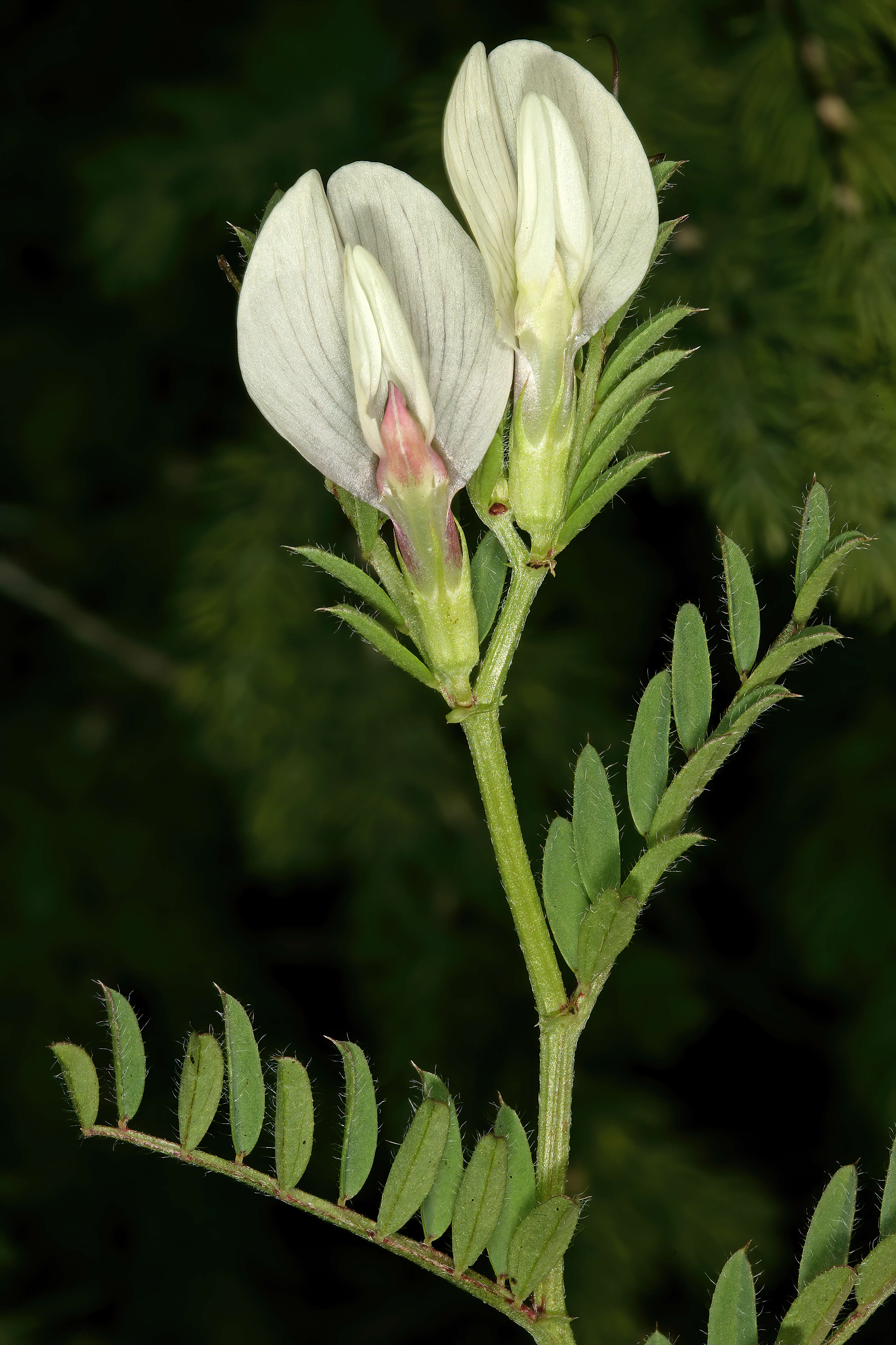 Image of smooth yellow vetch