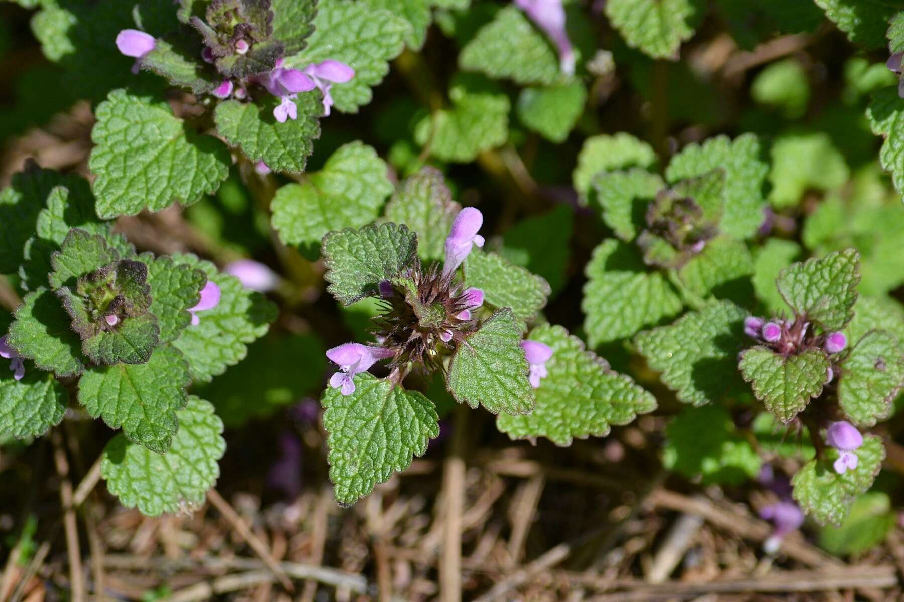 Image of purple archangel