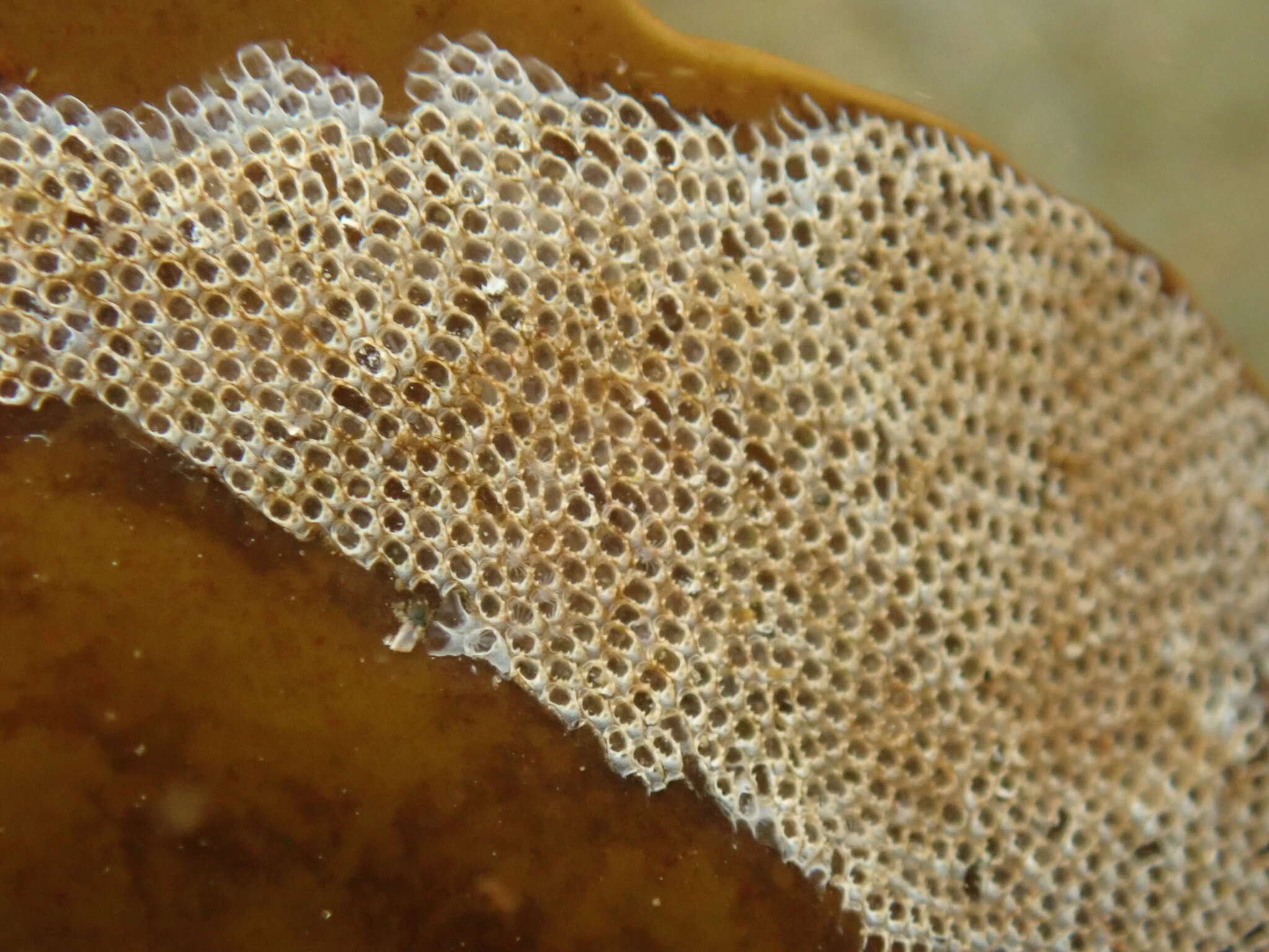Image of Hairy bryozoan