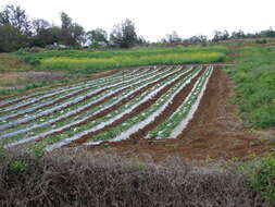 Image of Garden strawberry