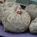 Image of Amorphophallus napalensis (Wall.) Bogner & Mayo